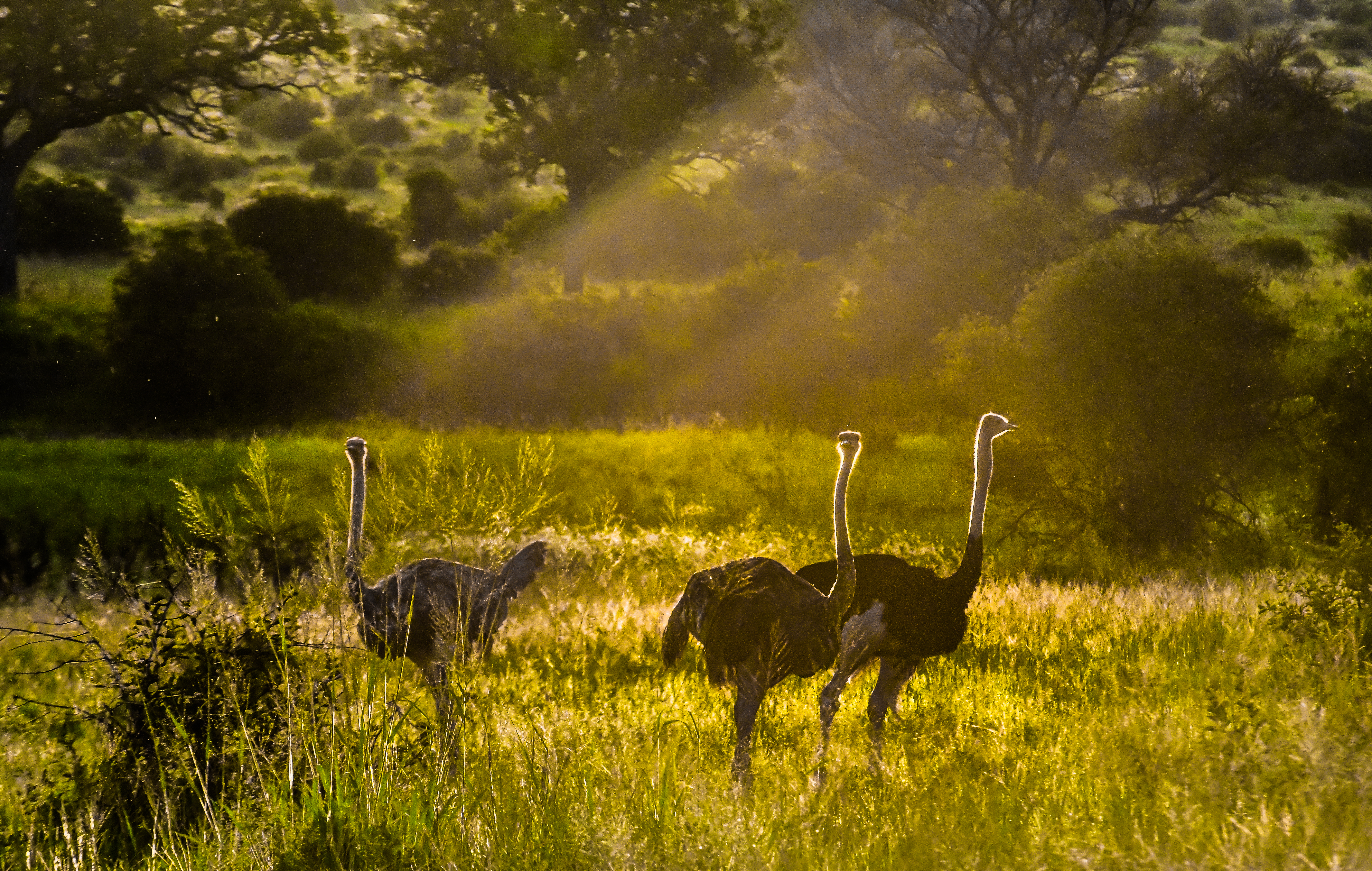 Tanzania safari camp at sunset